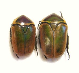 DISCHISTA cincta