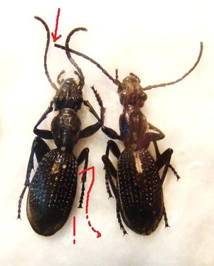 cypholoba sp