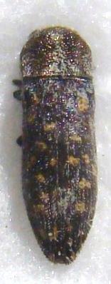 ACMAEODERA adspersula