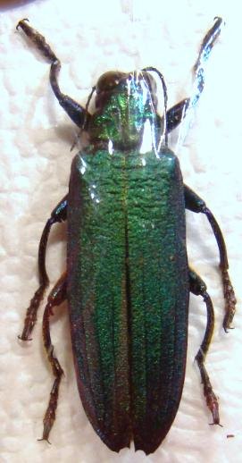 DEMOCHROA detanii