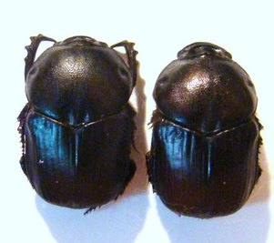 ONITIS bocandei
