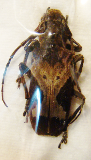 BARAEUS taeniolatus