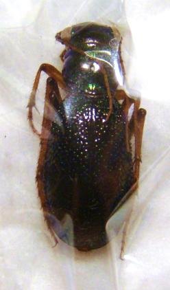 MEGACEPHALA regalis katangana