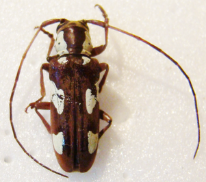 PROSOPOCERA ( Alphitopola ) gahani