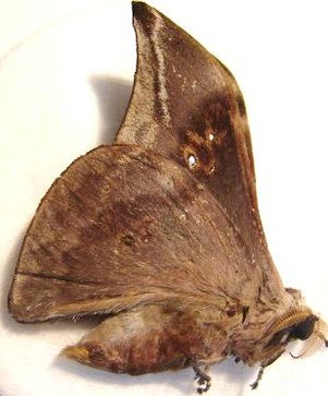 ORTHOGONIOPTELUM adiegetum ssp M