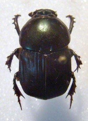 ONITIS vanderkelleni M