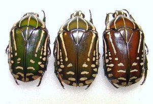 Rhabdotis gemella
