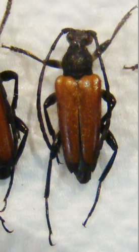 STICTOLEPTURA (=Brachyleptura) fulva