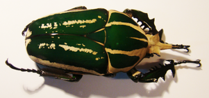 MECYNORRHINA torquata poggei