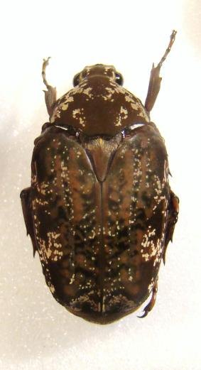 PSEUDINCA incoides