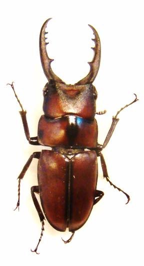 PROSOPOCOILUS suturalis M