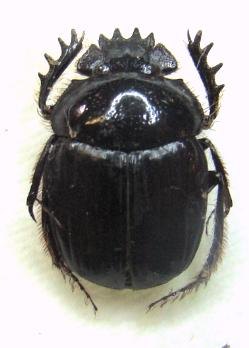 SCARABAEUS furcatus