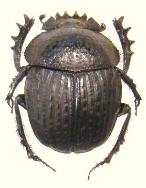 SCARABAEUS catenatus