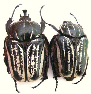HEGEMUS vittatus C 
