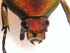 HETERORRHINA triangularis Red