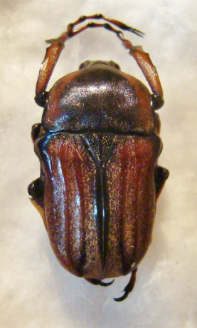 COSMIOMORPHA decliva baryi M