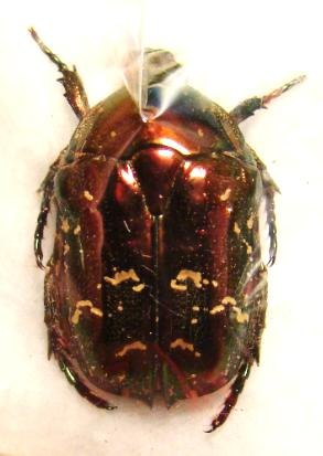 PROTAETIA (Liocola) brevitarsis faimairei