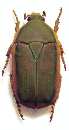 PACHNODELLA euparypha