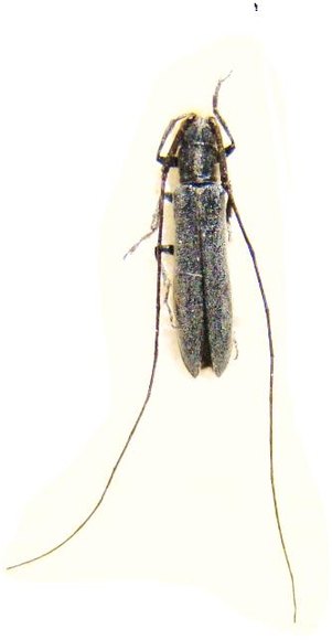 CALAMOBIUS filum