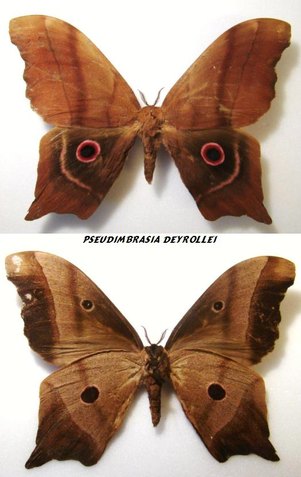 PSEUDIMBRASIA deyrollei M