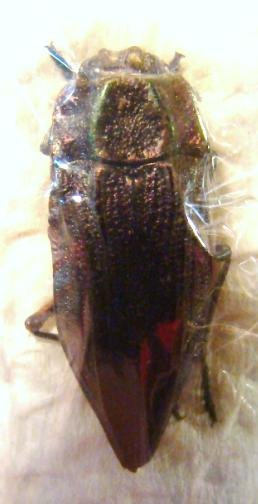 ECTINOGONIA chalybaeiventris