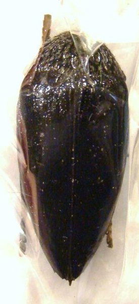STERNOCERA orissa variabilis