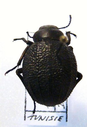 PIMELIA sp