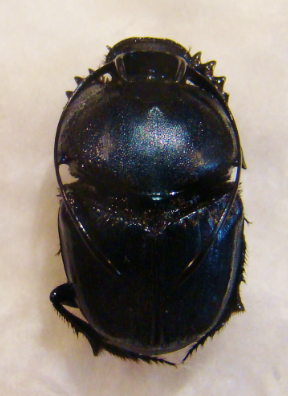 PROAGODERUS gibbiramus M A1 Major