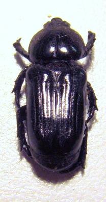 GENUCHUS colasie