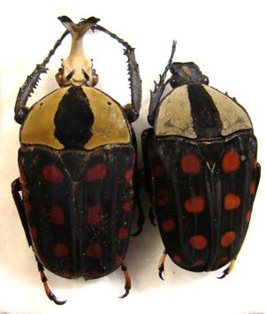 AMAURODES passerinii nyanzanus
