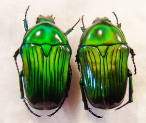 EUCHILIA sulcata