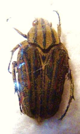 EUSELATES cineracea