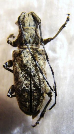 ACMOCERA conjux