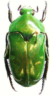 ISCHIOPSOPHA nigriloba