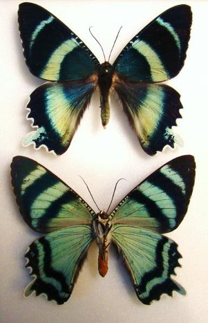 ALCIDES cydnus