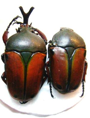 EUDICELLA nyassica Couple
