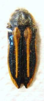 DACTYLOZODES conjuncta