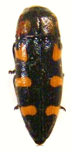 PTOSIMA flavoguttata