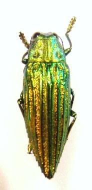 CHRYSODEMA mniszechii var dohrnii