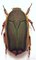 PACHNODELLA euparypha