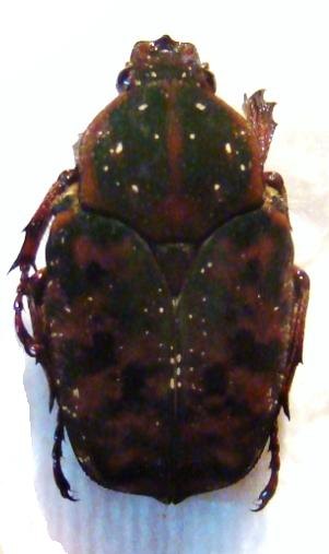 PSEUDINCA dichroa TOGO