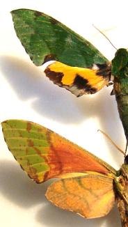EUCHLORON megaera megaera