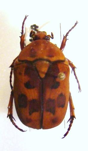 PACHNODA katangensis