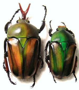 Eudicella woermanni poggei