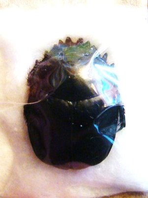 SCARABAEUS typhon