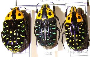 EUCHROEA clementi f.riphaeus