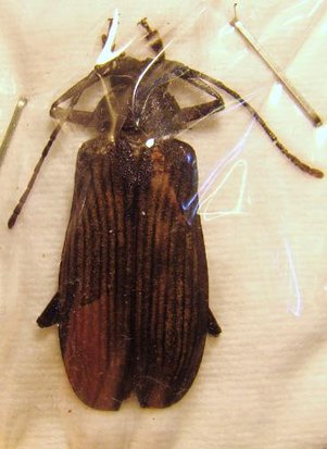 NAVOSOMOPSIS feisthameli F