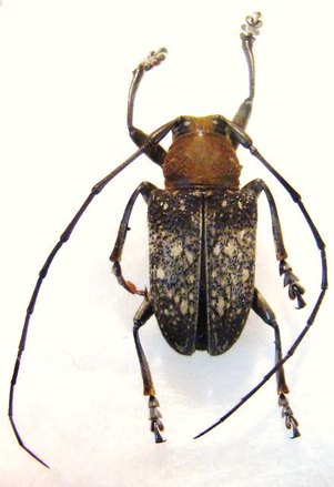 GNATHOENIA venerea M