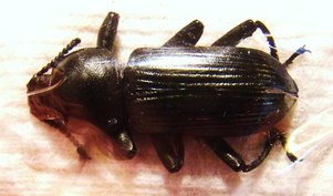 Tenebrionidae sp Kenya