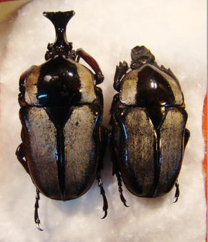 HERCULASIA melaleuca,Couple